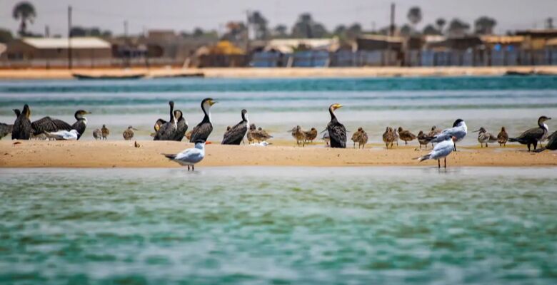 SÉNÉGAL | 8j/7n - Circuit privatif "Les Oasis du Sénégal 3*"